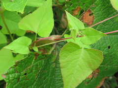 Fallopia dumetorum
