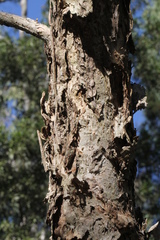 Melaleuca saligna