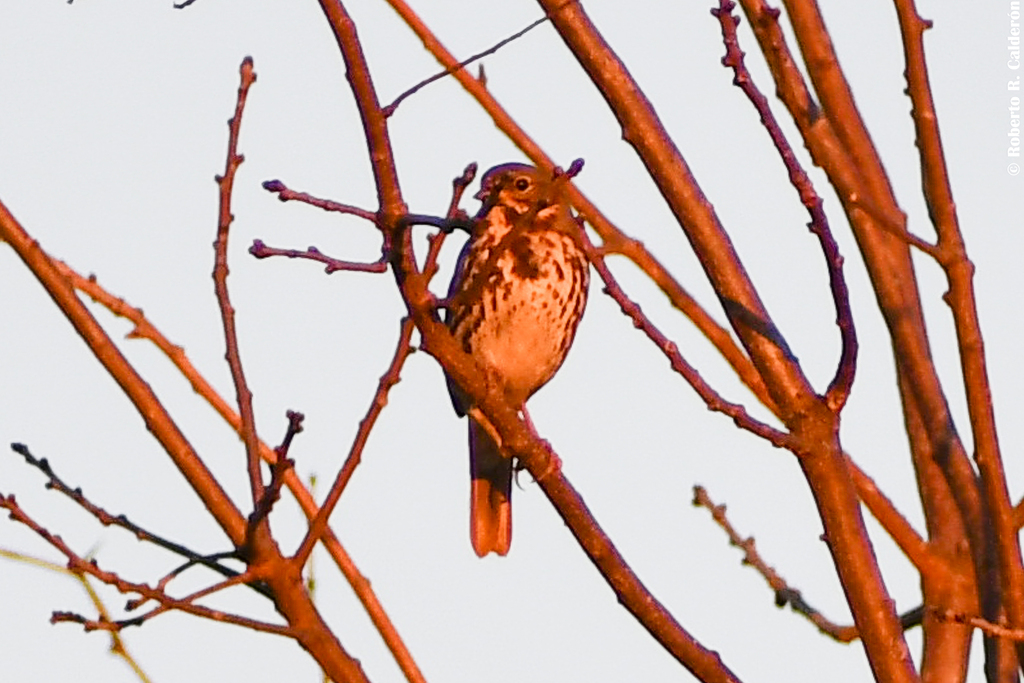 Fox Sparrow from South Lakes Park, Denton, Denton County, Texas on ...