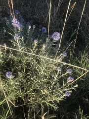 Echinops microcephalus