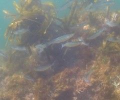 Atheriniformes