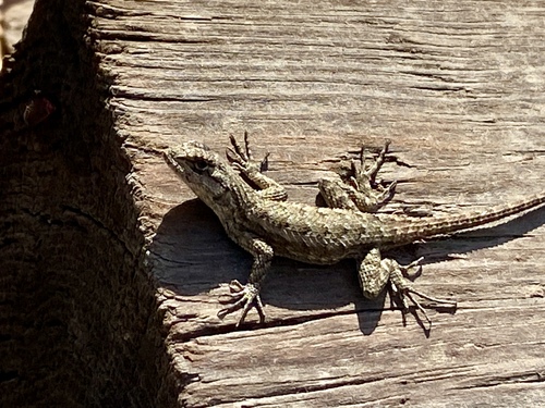 iNaturalist observation photo of Western Fence Lizard