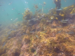 Atheriniformes