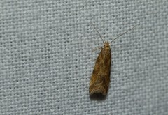 Brachmia blandella