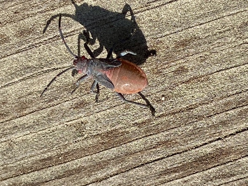 iNaturalist observation photo of Red-shouldered Bug