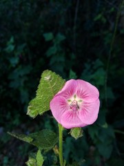 Anisodontea scabrosa