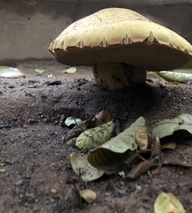 Butyriboletus