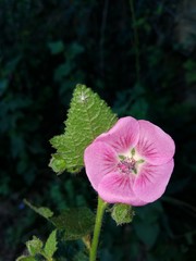 Anisodontea scabrosa