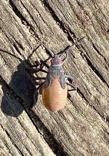 iNaturalist observation photo of Red-shouldered Bug
