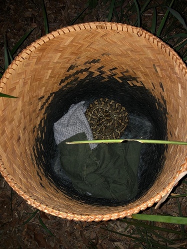 Coastal Carpet Python sighting