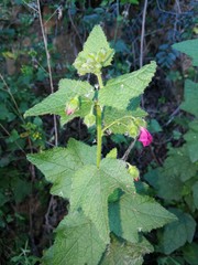 Anisodontea scabrosa