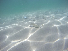Menticirrhus undulatus