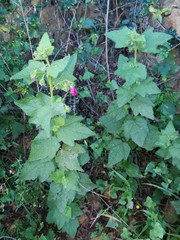 Anisodontea scabrosa