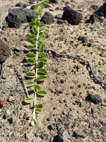 Jacquemontia sandwicensis observed 2024-11-10