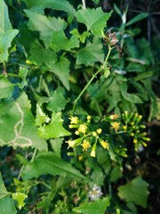 Senecio deltoideus