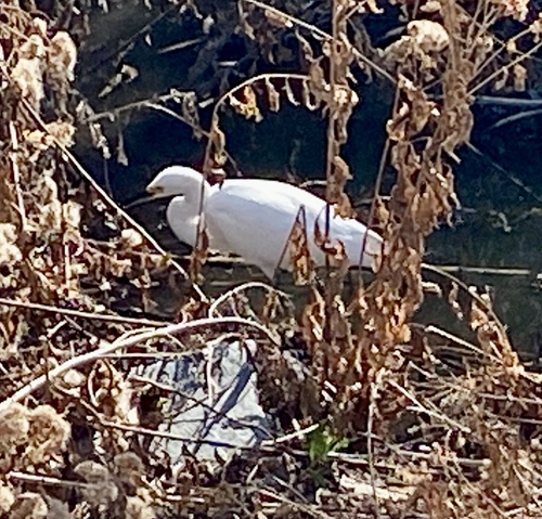 iNaturalist observation photo of Snowy Egret
