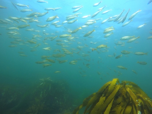 Brachygenys californiensis