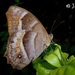 Mariposas Sátiras - Photo (c) Antonio Robles, algunos derechos reservados (CC BY-NC-SA)
