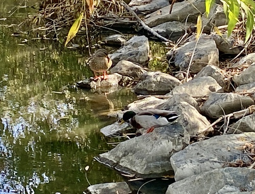 iNaturalist observation photo of Mallard