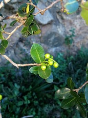 Ochna serrulata