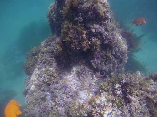 Hypsypops rubicundus