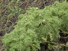 author not stated, no rights reserved Scalesia helleri, photograph author not stated, no rights reserved