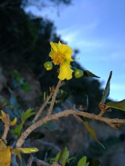 Ochna serrulata