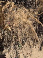 Cuscuta pacifica
