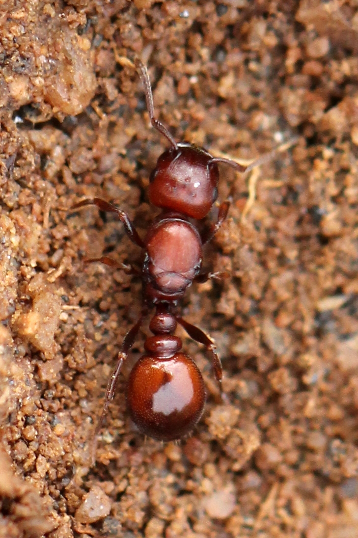 Tetramorium glabratum
