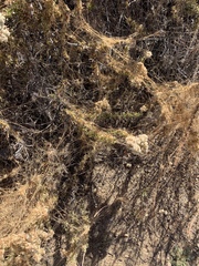 Cuscuta pacifica