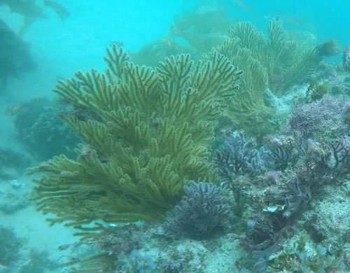 Muricea fruticosa