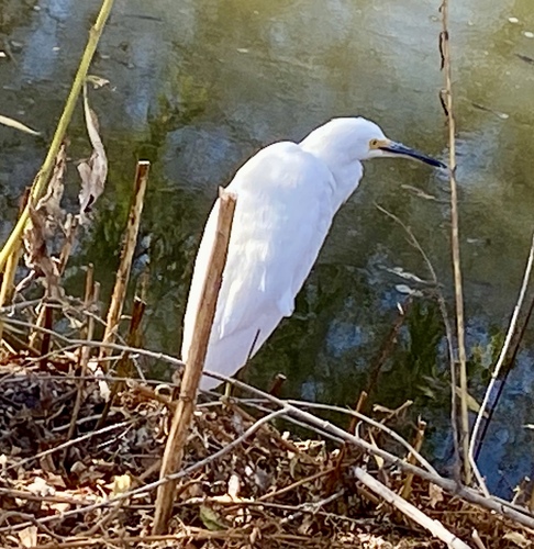 iNaturalist observation photo of Snowy Egret