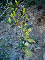 Ochna serrulata