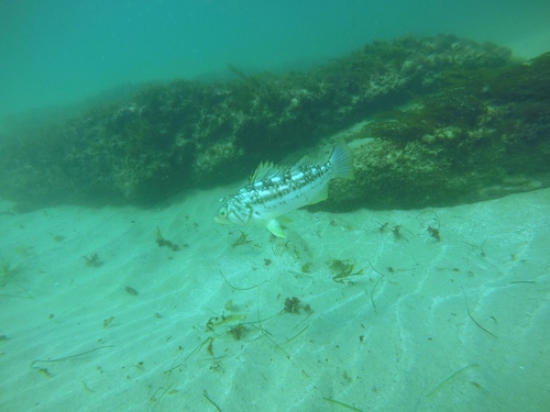 Paralabrax clathratus