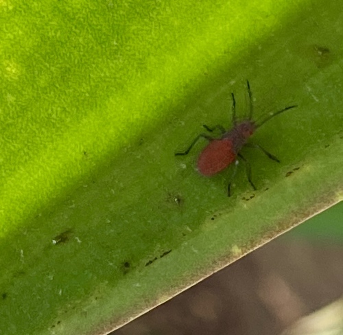 iNaturalist observation photo of Red-shouldered Bug