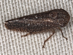 Putoniessa