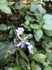 Solanum terminale