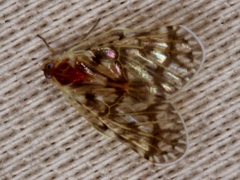 Saccharodite chrysonoe