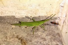 Atractomorpha lata