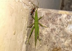 Atractomorpha lata