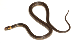 Peten Centipede Snake photo 1