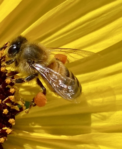 iNaturalist observation photo of Western Honey Bee
