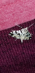Conchylodes salamisalis
