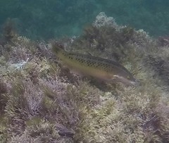 Halichoeres semicinctus