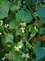 Zehneria scabra