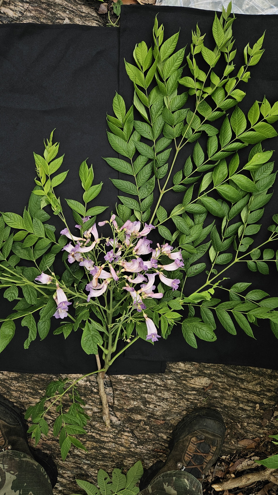 Jacaranda copaia