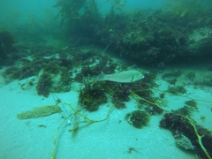 Halichoeres semicinctus