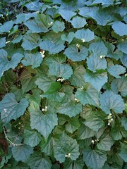 Zehneria scabra