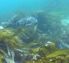 Paralabrax nebulifer