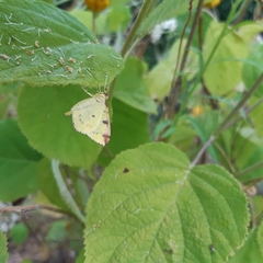 Opisthograptis luteolata